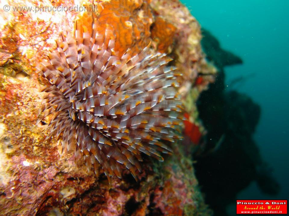 Djibouti - Diving a Djibouti - 19.jpg